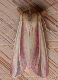 Pink Streak